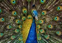 We Have The Solution To New Zealand’s Peacock Problem Right Here